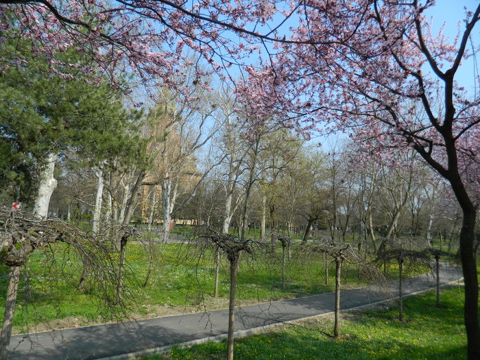 DSCN1773 - 2016 TIMISOARA_PRIMAVARA