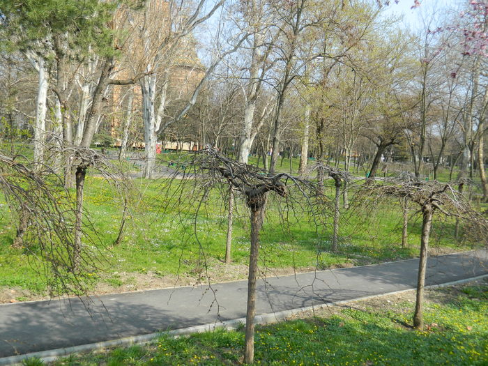 DSCN1774 - 2016 TIMISOARA_PRIMAVARA