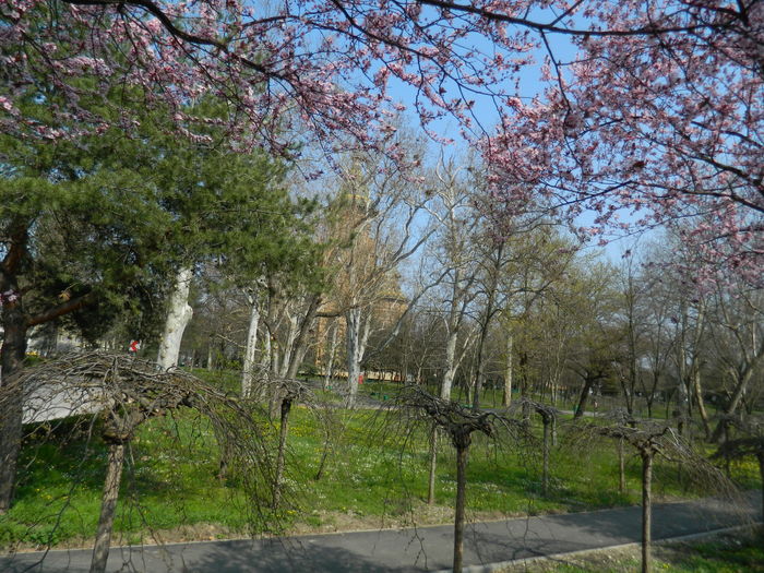 DSCN1775 - 2016 TIMISOARA_PRIMAVARA