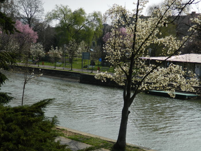 DSCN1777 - 2016 TIMISOARA_PRIMAVARA