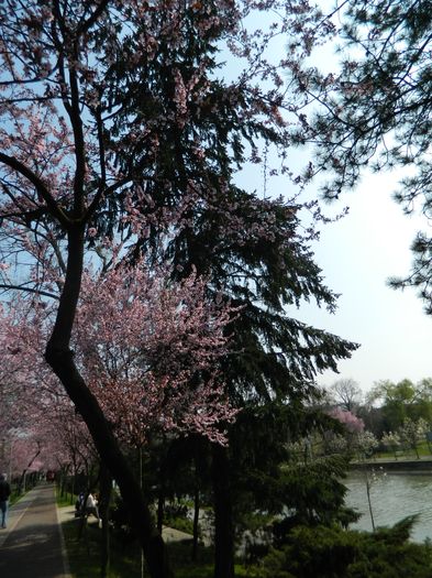 DSCN1779 - 2016 TIMISOARA_PRIMAVARA