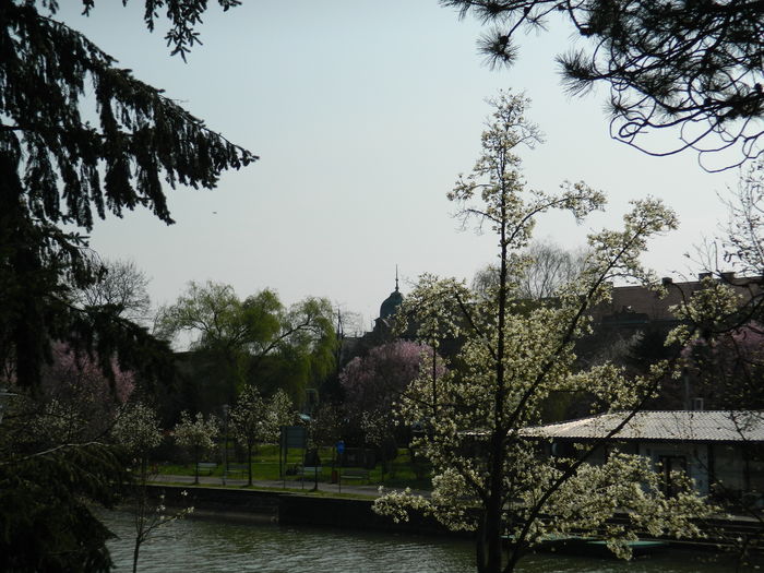 DSCN1780 - 2016 TIMISOARA_PRIMAVARA