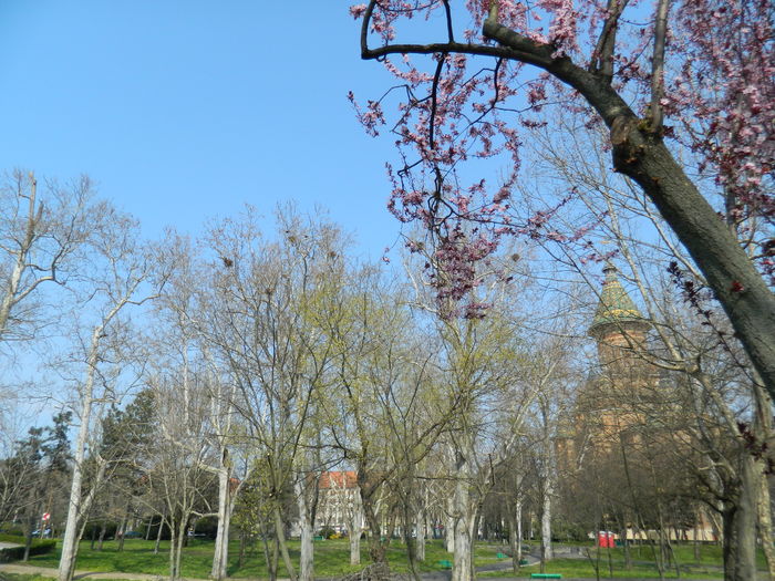 DSCN1784 - 2016 TIMISOARA_PRIMAVARA