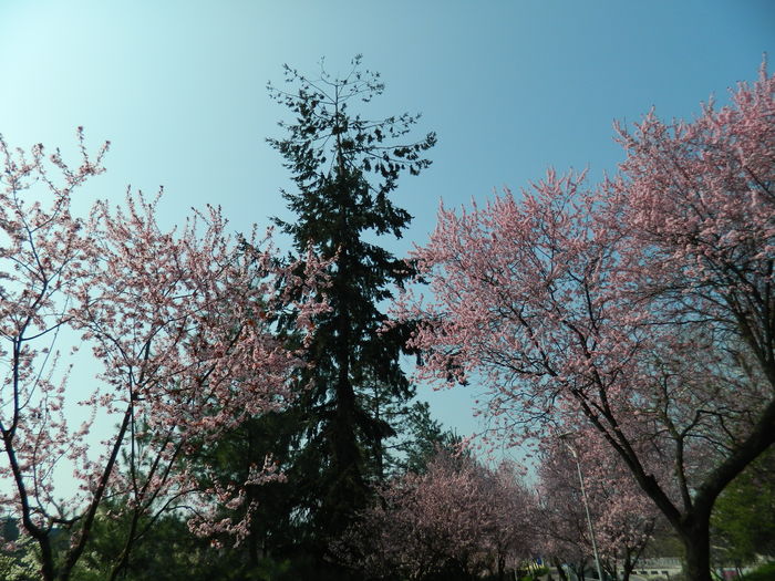 DSCN1785 - 2016 TIMISOARA_PRIMAVARA