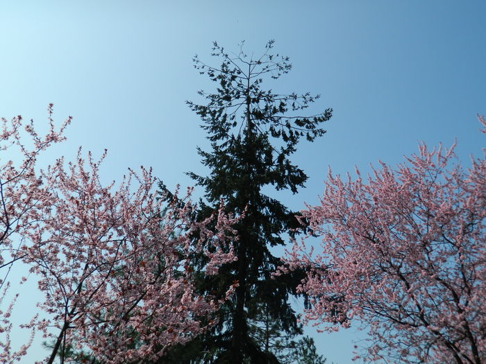 DSCN1786 - 2016 TIMISOARA_PRIMAVARA