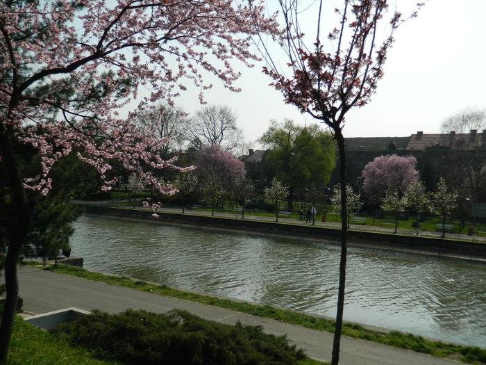 DSCN1788 - 2016 TIMISOARA_PRIMAVARA