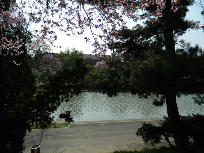 DSCN1798 - 2016 TIMISOARA_PRIMAVARA