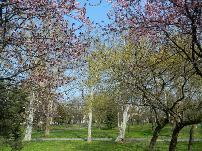 DSCN1799 - 2016 TIMISOARA_PRIMAVARA