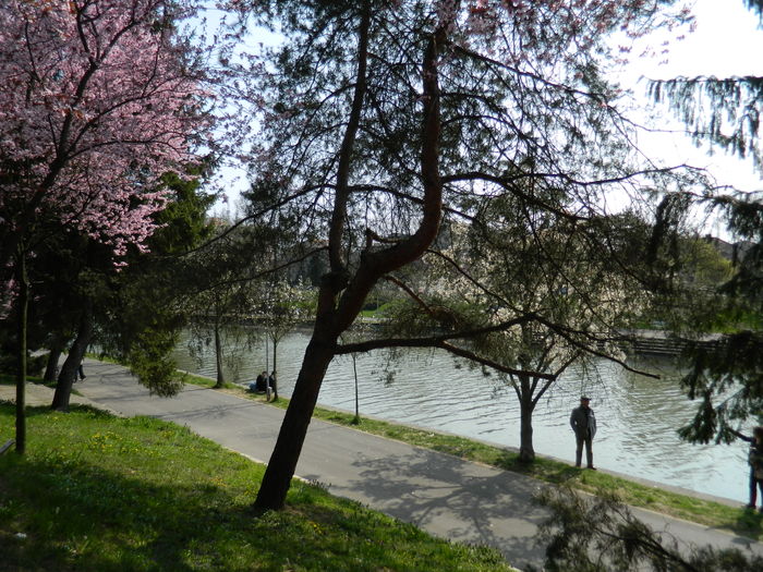 DSCN1800 - 2016 TIMISOARA_PRIMAVARA