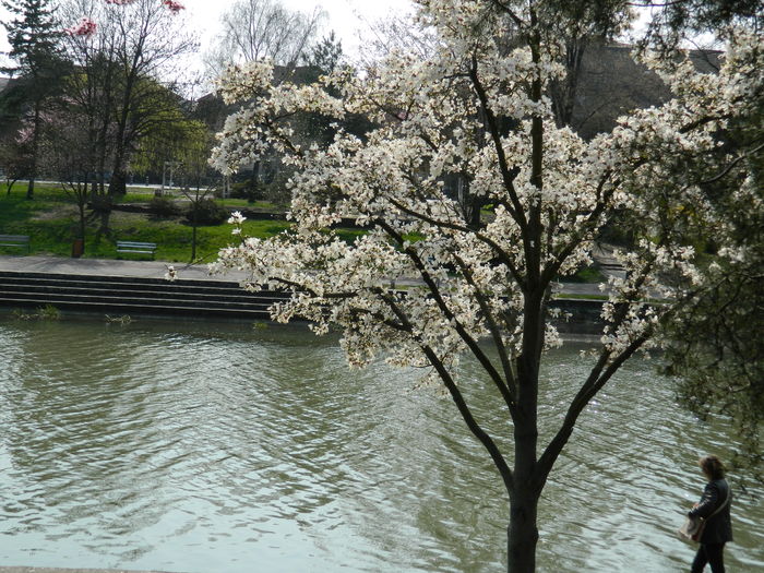 DSCN1802 - 2016 TIMISOARA_PRIMAVARA