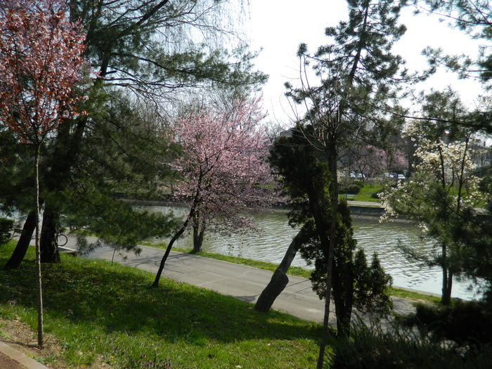 DSCN1804 - 2016 TIMISOARA_PRIMAVARA