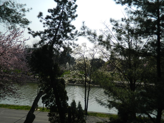 DSCN1805 - 2016 TIMISOARA_PRIMAVARA