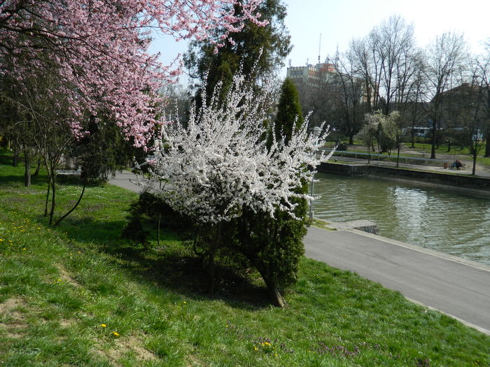 DSCN1808 - 2016 TIMISOARA_PRIMAVARA