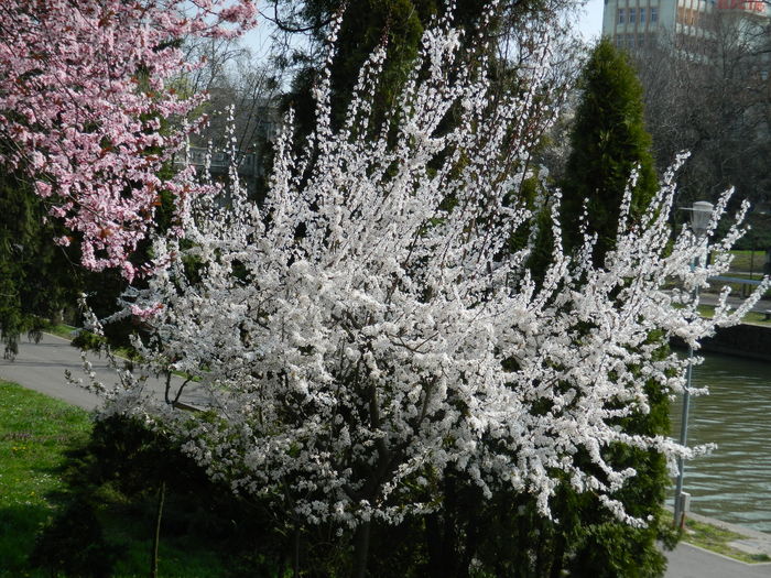 DSCN1809 - 2016 TIMISOARA_PRIMAVARA