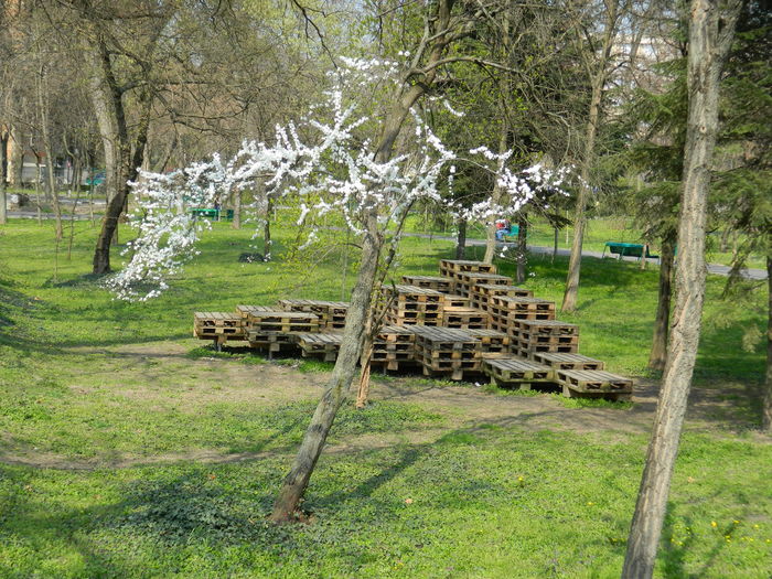 DSCN1810 - 2016 TIMISOARA_PRIMAVARA