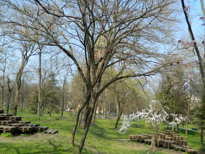 DSCN1812 - 2016 TIMISOARA_PRIMAVARA