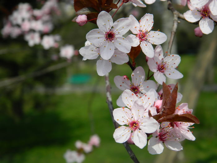 DSCN1813 - 2016 TIMISOARA_PRIMAVARA