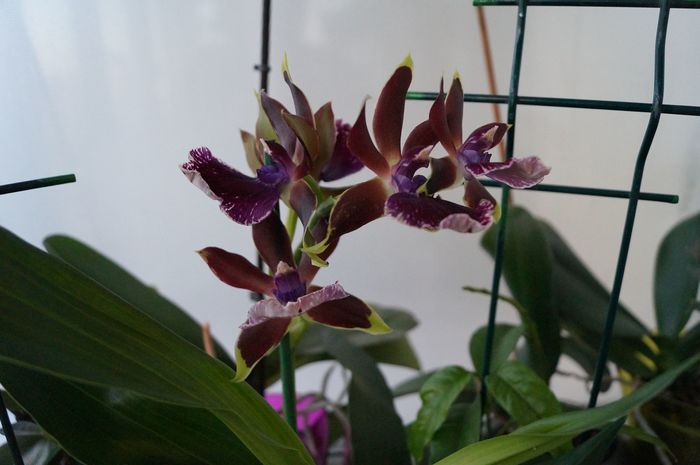 ORHIDEE - ORHIDEE ZYGOPETALUM