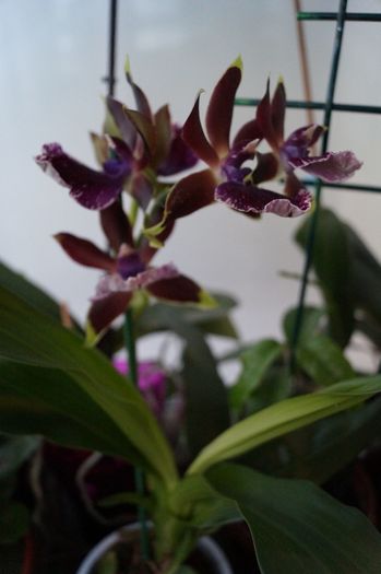 ORHIDEE - ORHIDEE ZYGOPETALUM