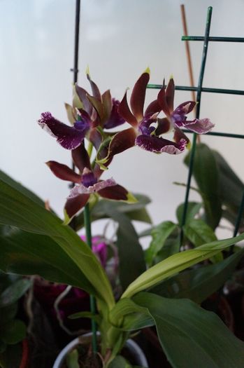 ORHIDEE - ORHIDEE ZYGOPETALUM