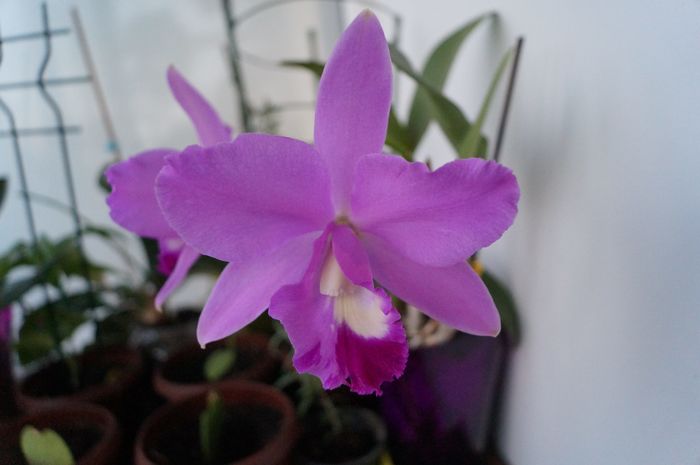 Cattleya 5