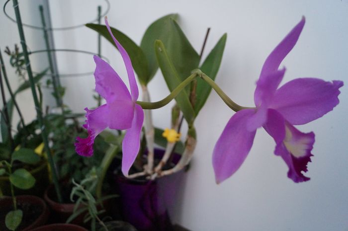 Cattleya