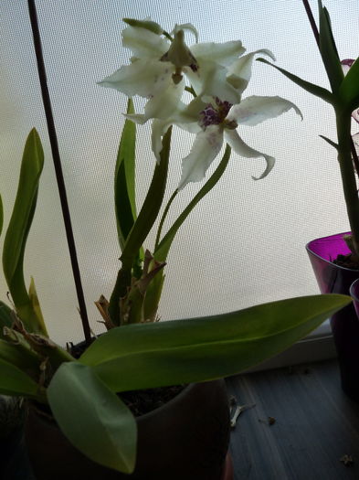 orhidee_14 - orhidee cambria