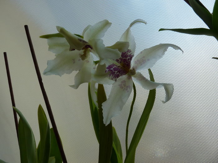 orhidee_15 - orhidee cambria