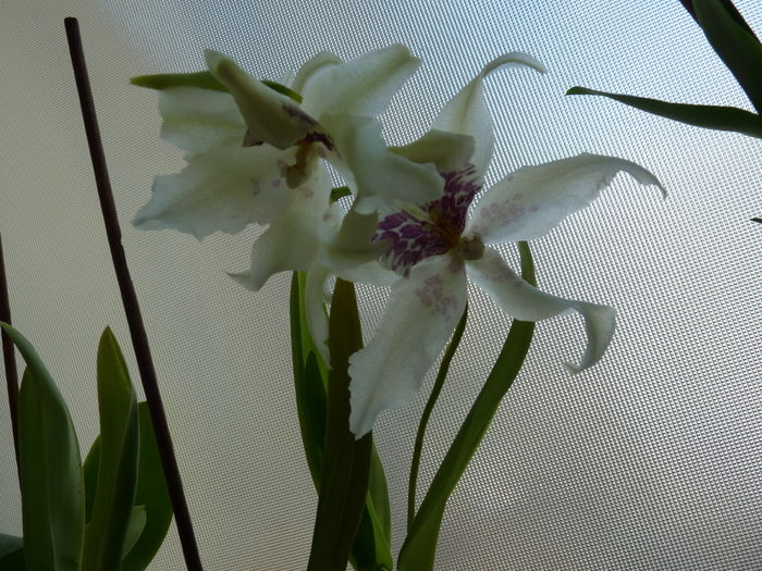 orhidee_16 - orhidee cambria