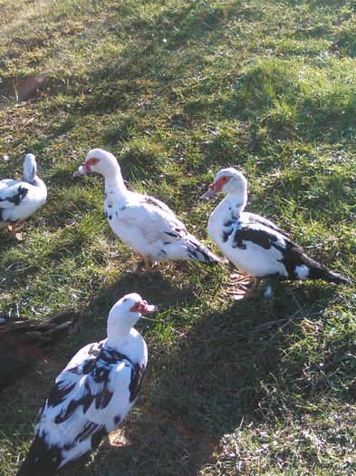 IMG_20160320_153955 - rate lesesti