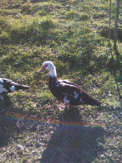 IMG_20160320_153959 - rate lesesti