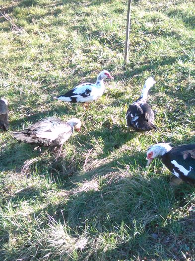 IMG_20160320_154336 - rate lesesti