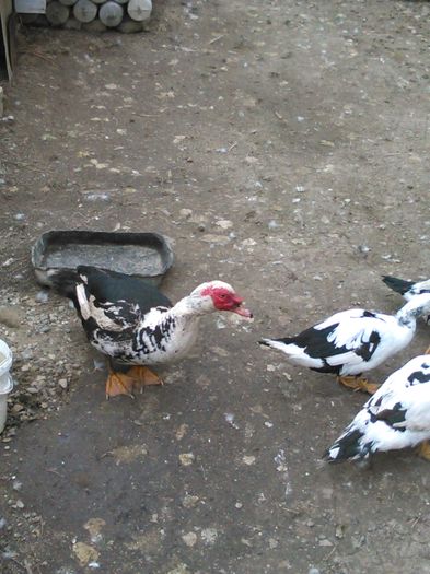 IMG_20160322_124949 - rate lesesti