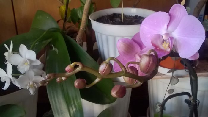 WP_20160308_16_50_33_Pro - Orhidee 2016 reinfloriri