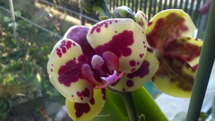 WP_20160308_16_50_44_Pro - Orhidee 2016 reinfloriri