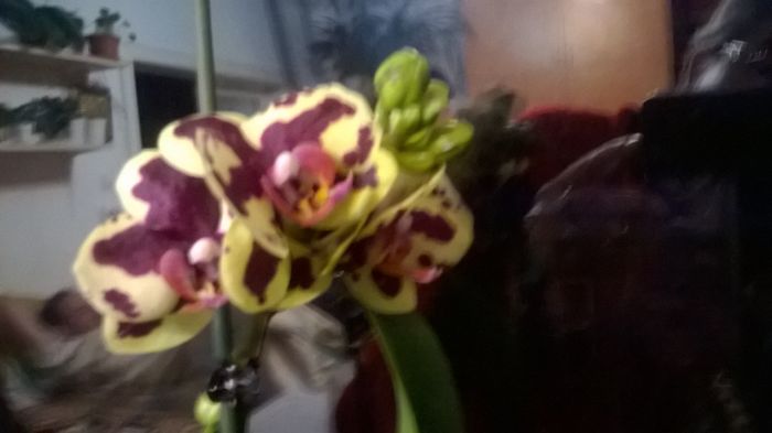 WP_20160320_19_11_11_Pro - Orhidee 2016 reinfloriri