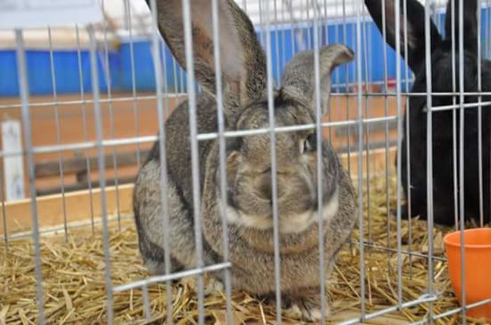 FB_IMG_1456766733330