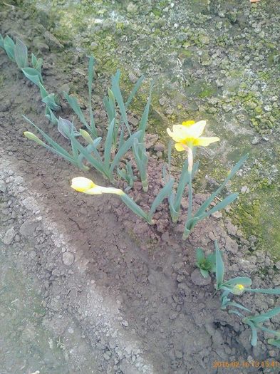 12596385_539394416240515_900721512_n - flori din curte si casa