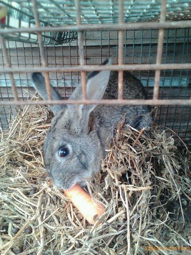 12910222_539395019573788_660905132_n