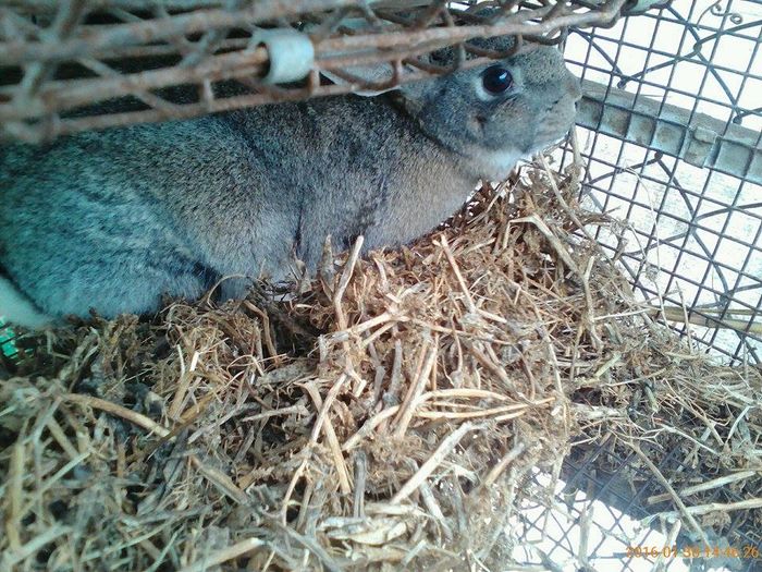 12910576_539394942907129_2119668261_n