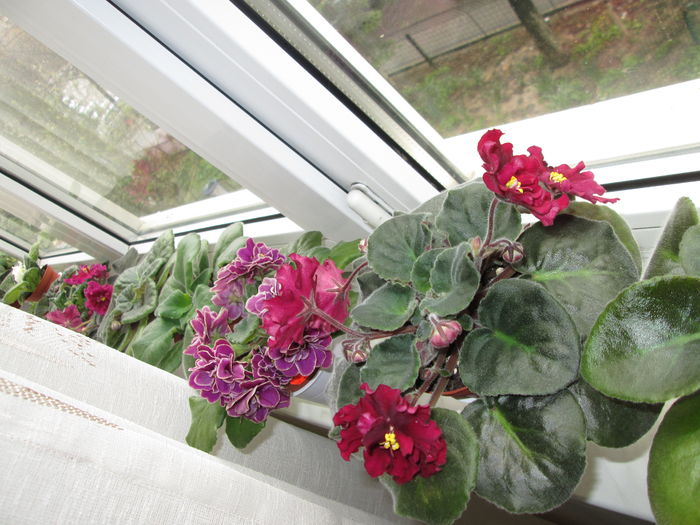 IMG_4609 - GRUP VIOLETE