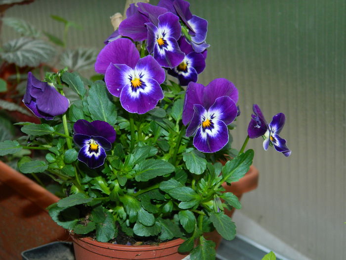 DSCN1591