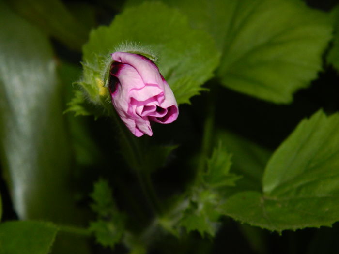 DSCN1593
