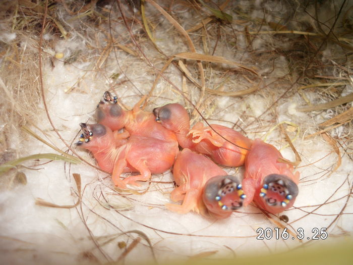 primii lor pui 2016 perechea 2