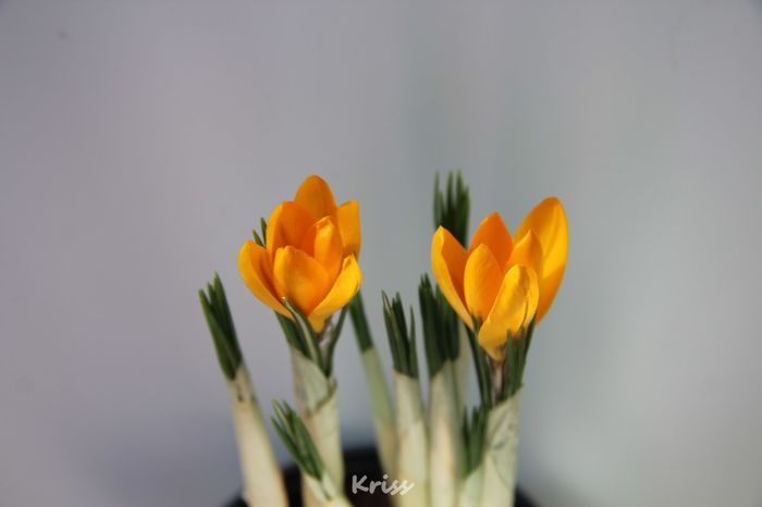 Crocus Geel - Crocus - Branduse