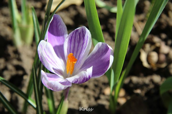 Crocus King of Striped