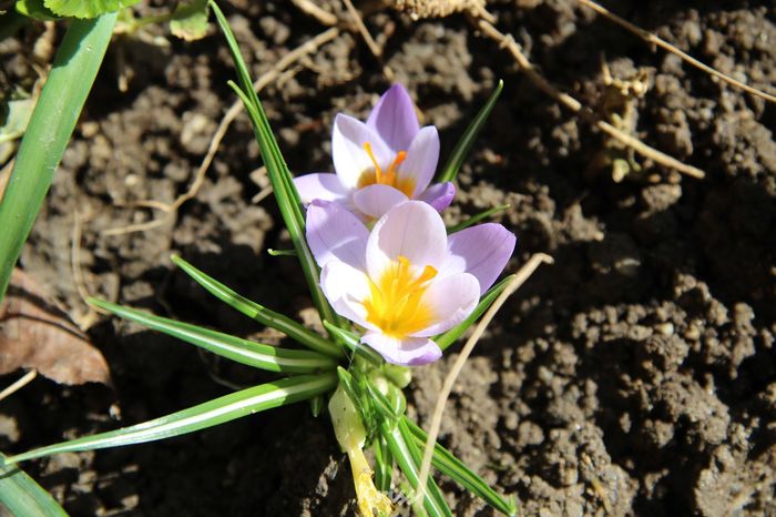 Crocus Tricolor