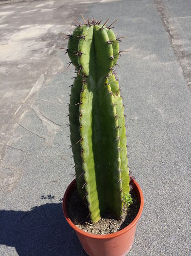  - Cactusi - 2016