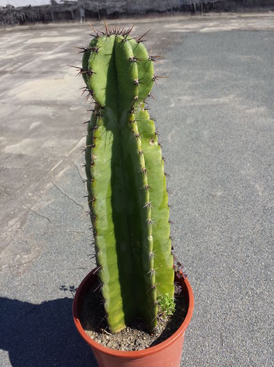  - Cactusi - 2016
