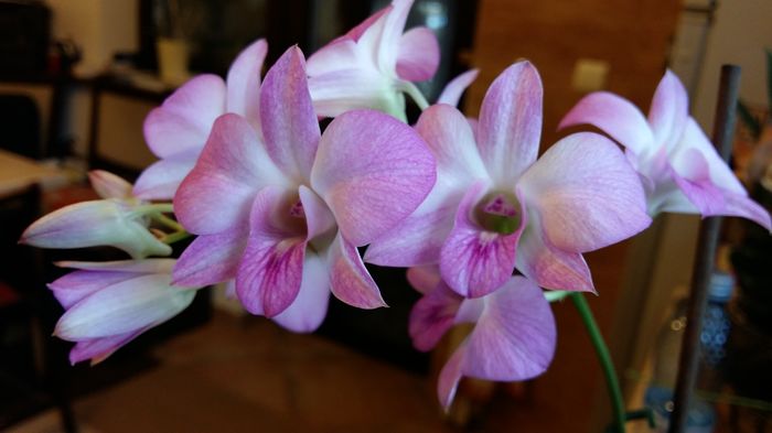 20160322_173302 - Dendrobium phalaenopsis